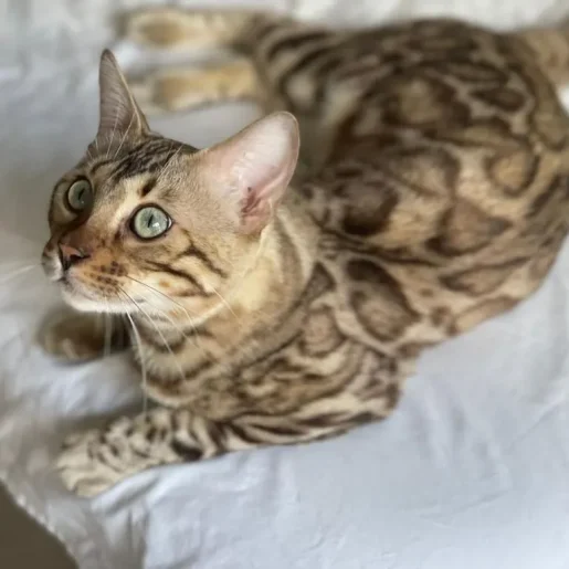 #artebengal Gato+bengali+3-1920w