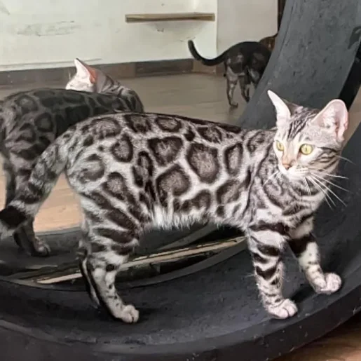 #artebengal Gato+bengali+5-1920w
