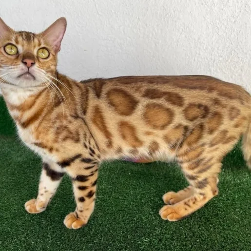 #artebengal Gato+bengali+8-1920w